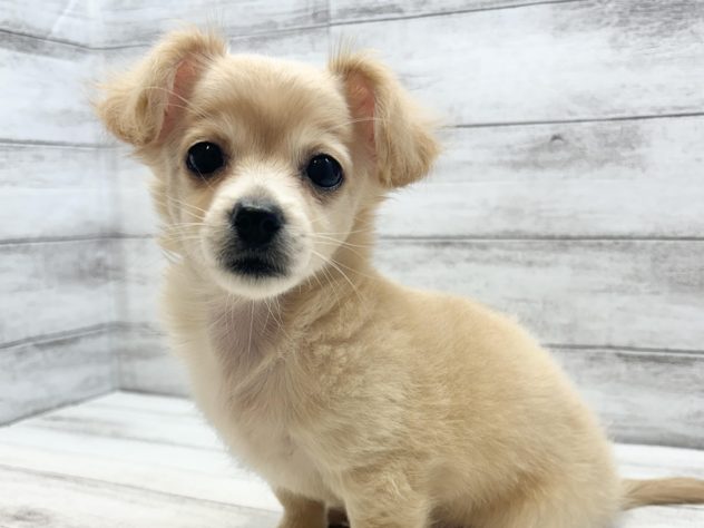 2024年3月27日生まれのハーフ犬・ミックス犬の1枚目の写真