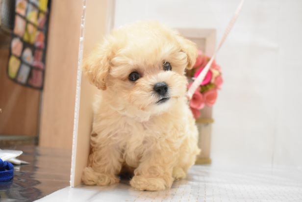 大阪府のハーフ犬・ミックス犬 (アミーゴ豊中服部店/2024年5月30日生まれ/男の子/クリーム)の子犬