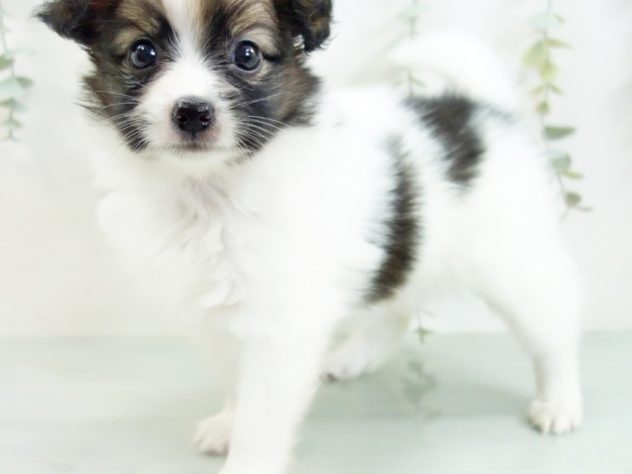 群馬県のパピヨン (アミーゴ前橋店/2024年4月11日生まれ/男の子/ホワイトブラウン)の子犬