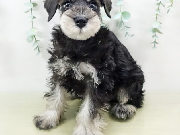 長野県のハーフ犬・ミックス犬 (アミーゴ長野篠ノ井店/2024年4月2日生まれ/男の子/ブラックシルバーマーチン)の子犬