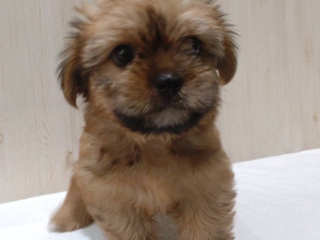 2024年4月25日生まれのハーフ犬・ミックス犬の1枚目の写真