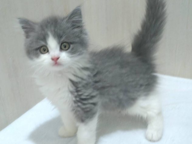 山形県のマンチカン (アミーゴ米沢店/2024年4月28日生まれ/男の子/ブルーホワイト)の子猫