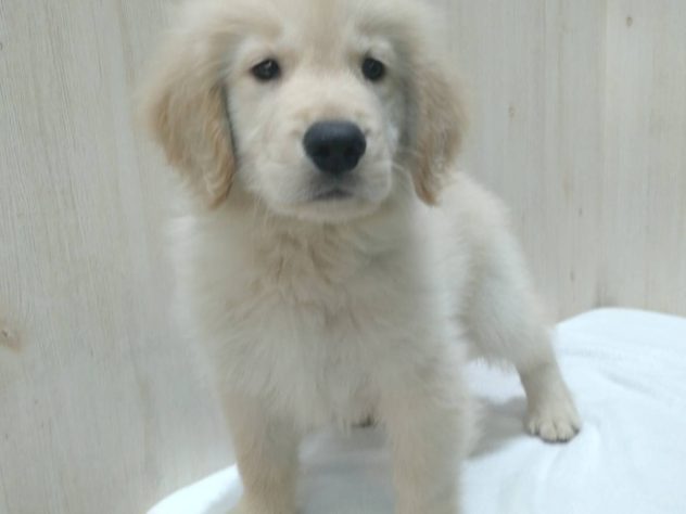 山形県のゴールデンレトリバー (アミーゴ米沢店/2024年4月22日生まれ/男の子/ゴールデン)の子犬