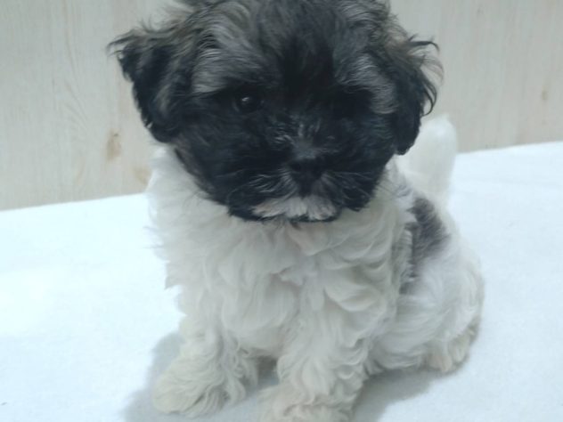 山形県のハーフ犬・ミックス犬 (アミーゴ米沢店/2024年4月22日生まれ/男の子/ホワイトブラウン)の子犬