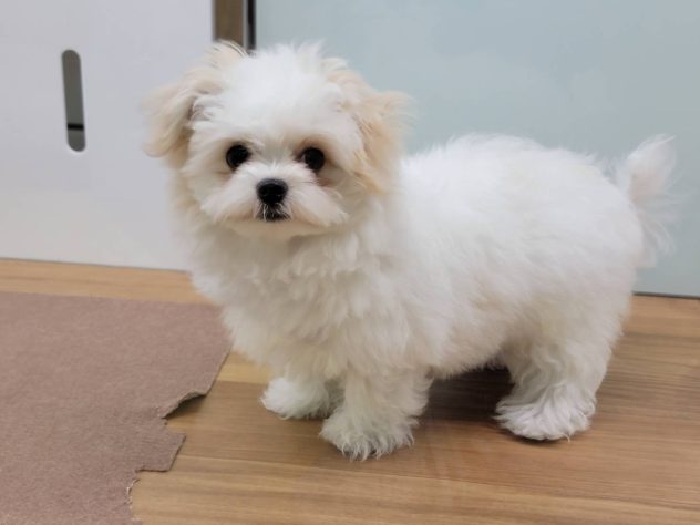 福島県のハーフ犬・ミックス犬 (アミーゴ須賀川店/2024年2月18日生まれ/男の子/クリームホワイト)の子犬