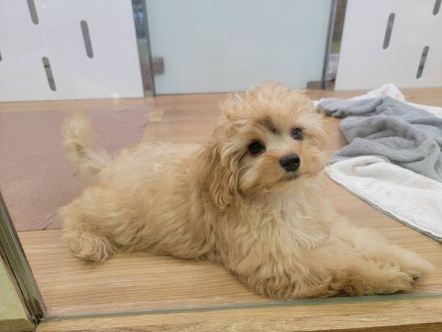 福島県のハーフ犬・ミックス犬 (アミーゴ須賀川店/2024年3月20日生まれ/男の子/レッド)の子犬