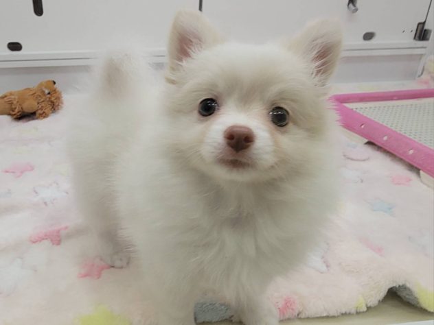 福島県のハーフ犬・ミックス犬 (アミーゴ須賀川店/2024年4月29日生まれ/女の子/ホワイト)の子犬