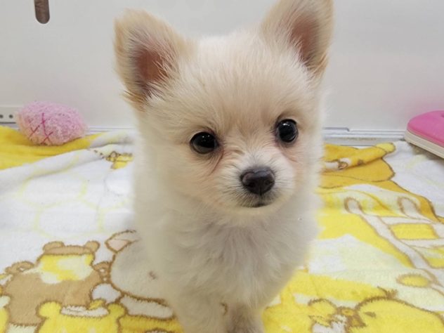 福島県のハーフ犬・ミックス犬 (アミーゴ須賀川店/2024年4月27日生まれ/女の子/クリーム)の子犬