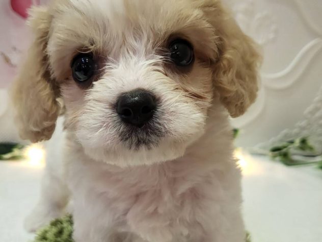 福島県のハーフ犬・ミックス犬 (アミーゴ本宮店/2024年4月29日生まれ/女の子/クリームホワイト)の子犬