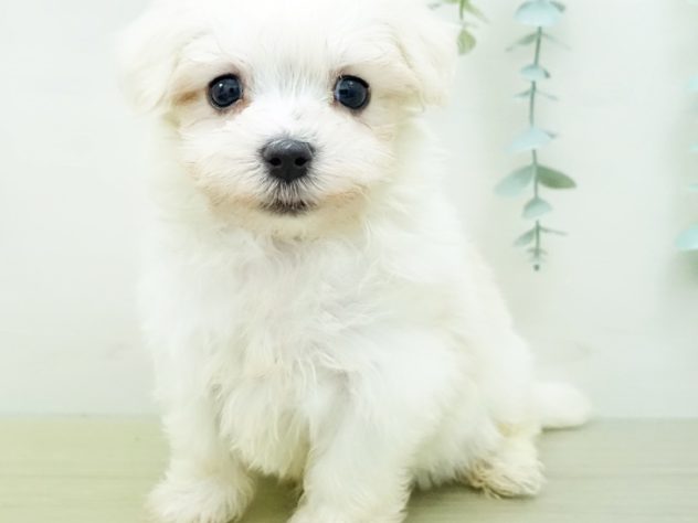 群馬県のマルチーズ (アミーゴ前橋店/2024年3月17日生まれ/男の子/ホワイト)の子犬