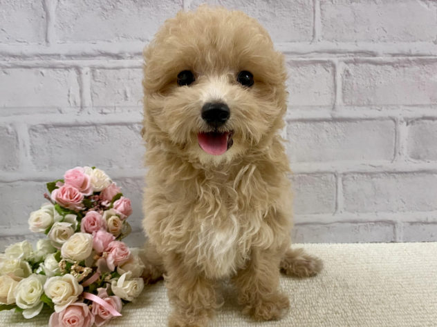 山口県のハーフ犬・ミックス犬 (アミーゴ周南店/2024年4月27日生まれ/男の子/アプリコット)の子犬