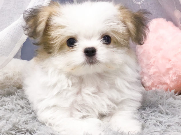愛知県のハーフ犬・ミックス犬 (アミーゴ知立店/2024年3月24日生まれ/男の子/パーティーカラー)の子犬