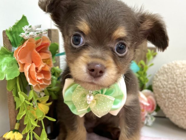 富山県のハーフ犬・ミックス犬 (アミーゴ高岡蓮花寺店/2024年3月21日生まれ/男の子/チョコレートタン)の子犬