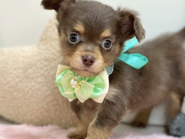 2024年3月21日生まれのハーフ犬・ミックス犬の2枚目の写真
