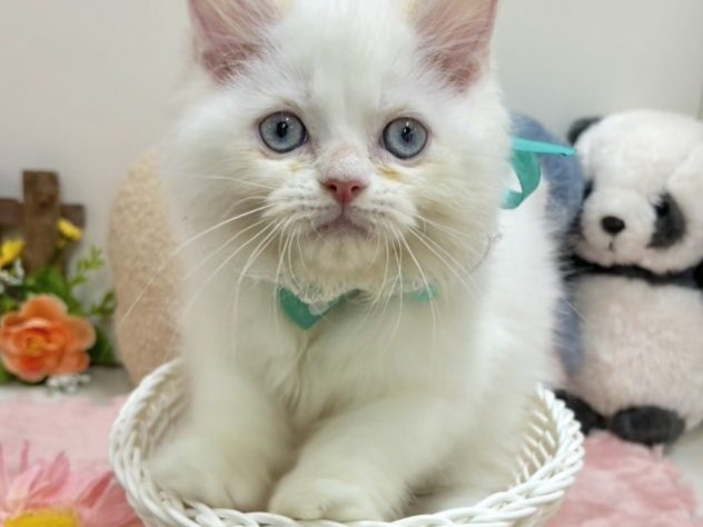 富山県のミヌエット (アミーゴ高岡蓮花寺店/2024年4月17日生まれ/男の子/クリームタビーホワイト)の子猫