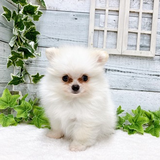 石川県のハーフ犬・ミックス犬 (アミーゴ金沢おこばた店/2024年4月22日生まれ/男の子/クリーム)の子犬
