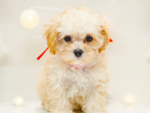 富山県のハーフ犬・ミックス犬 (アミーゴ富山山室店/2024年4月24日生まれ/女の子/アプリコット)の子犬