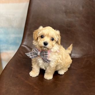 2024年4月29日生まれのハーフ犬・ミックス犬の1枚目の写真