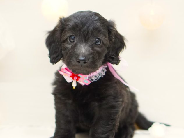 2024年4月30日生まれのハーフ犬・ミックス犬の1枚目の写真
