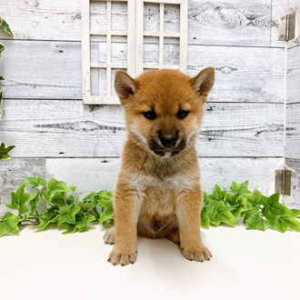 石川県の柴犬(標準サイズ) (アミーゴ金沢おこばた店/2024年4月29日生まれ/男の子/赤)の子犬