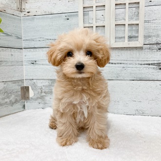 石川県のハーフ犬・ミックス犬 (アミーゴ金沢おこばた店/2024年5月2日生まれ/女の子/アプリコットホワイト)の子犬