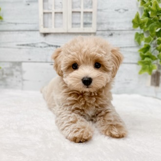 石川県のハーフ犬・ミックス犬 (アミーゴ金沢おこばた店/2024年5月4日生まれ/男の子/クリーム)の子犬