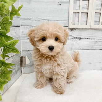 2024年5月4日生まれのハーフ犬・ミックス犬の2枚目の写真