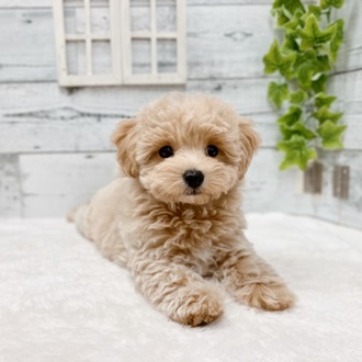 2024年5月4日生まれのハーフ犬・ミックス犬の3枚目の写真