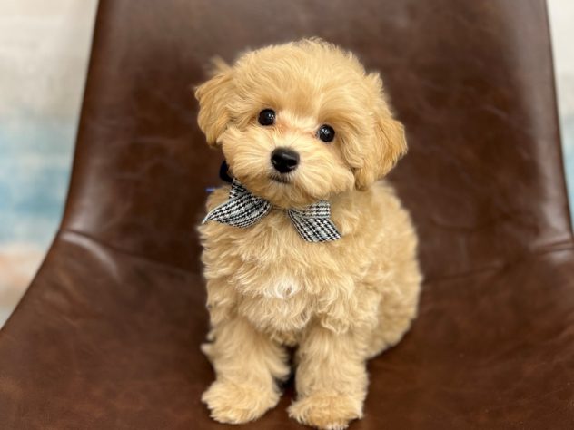 福井県のハーフ犬・ミックス犬 (アミーゴ福井店/2024年5月4日生まれ/男の子/アプリコット)の子犬
