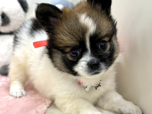 富山県のハーフ犬・ミックス犬 (アミーゴ高岡蓮花寺店/2024年5月1日生まれ/女の子/レッドホワイト)の子犬