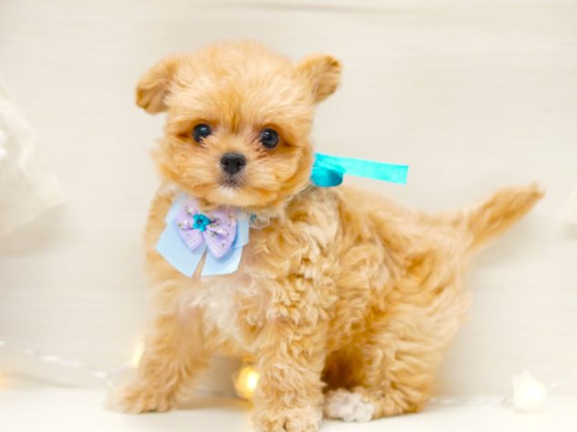 2024年5月5日生まれのハーフ犬・ミックス犬の2枚目の写真