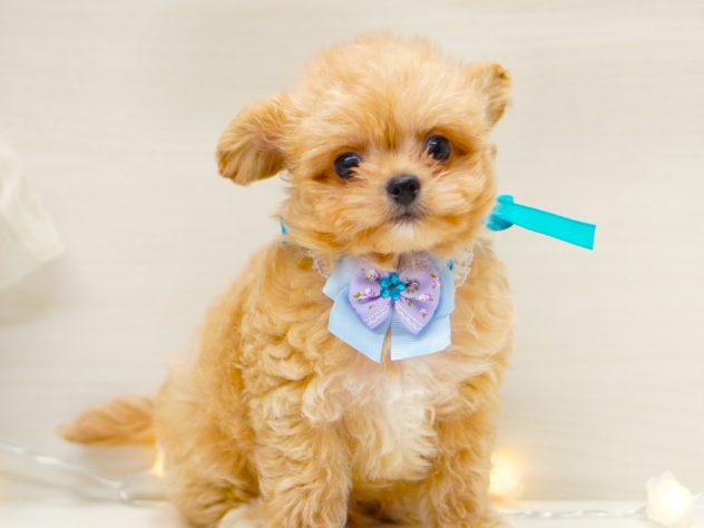 2024年5月5日生まれのハーフ犬・ミックス犬の3枚目の写真