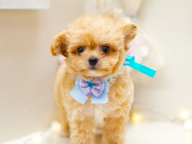富山県のハーフ犬・ミックス犬 (アミーゴ富山山室店/2024年5月5日生まれ/男の子/ホワイトアプリコット)の子犬