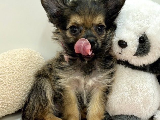 2024年5月5日生まれのハーフ犬・ミックス犬の2枚目の写真
