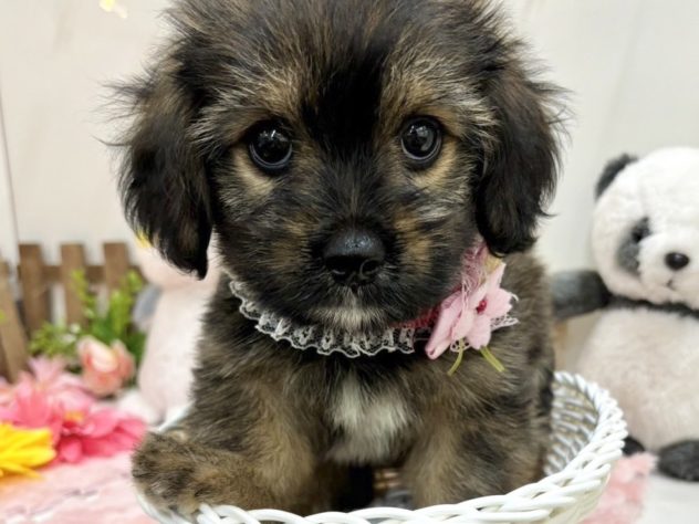 2024年5月6日生まれのハーフ犬・ミックス犬の1枚目の写真
