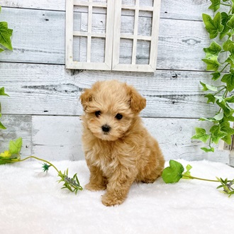石川県のハーフ犬・ミックス犬 (アミーゴ金沢おこばた店/2024年5月11日生まれ/女の子/アプリコット)の子犬