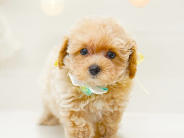 富山県のハーフ犬・ミックス犬 (アミーゴ富山山室店/2024年5月12日生まれ/男の子/アプリコット)の子犬