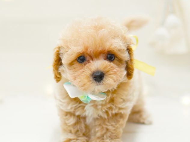 2024年5月12日生まれのハーフ犬・ミックス犬の2枚目の写真