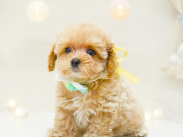 2024年5月12日生まれのハーフ犬・ミックス犬の3枚目の写真