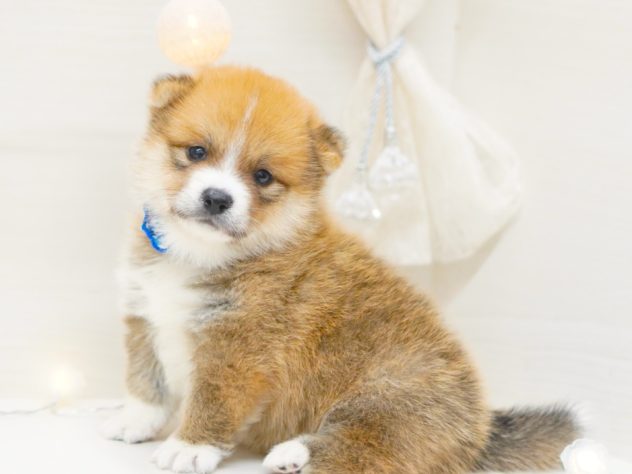 富山県のハーフ犬・ミックス犬 (アミーゴ富山山室店/2024年5月11日生まれ/男の子/赤)の子犬