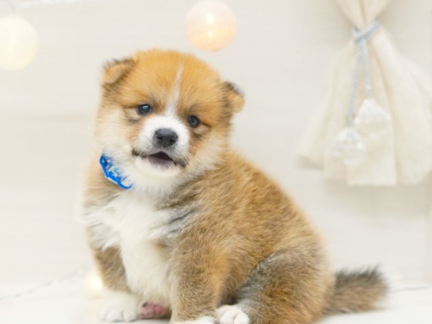2024年5月11日生まれのハーフ犬・ミックス犬の2枚目の写真