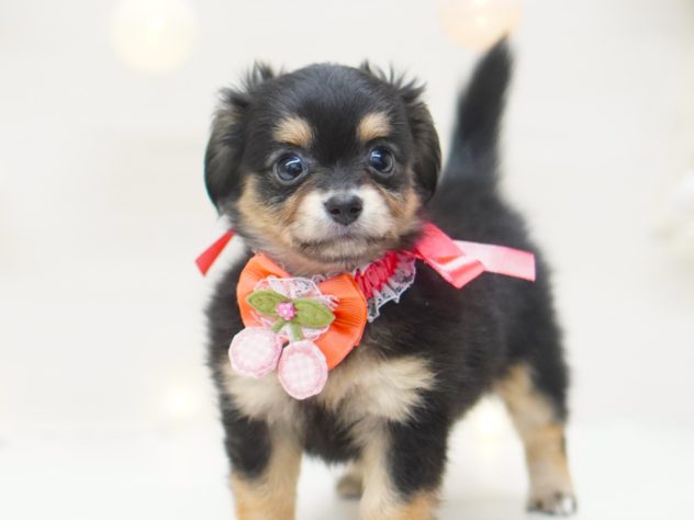 2024年5月11日生まれのハーフ犬・ミックス犬の3枚目の写真