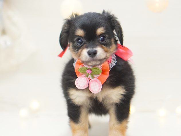 2024年5月11日生まれのハーフ犬・ミックス犬の1枚目の写真