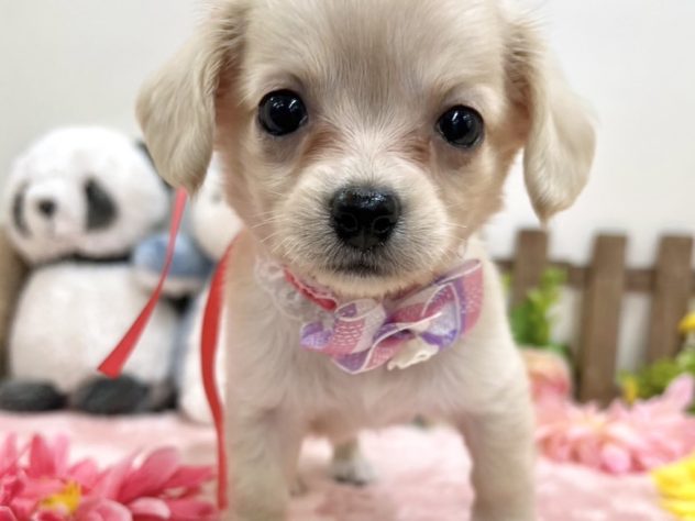富山県のハーフ犬・ミックス犬 (アミーゴ高岡蓮花寺店/2024年5月12日生まれ/女の子/クリーム)の子犬