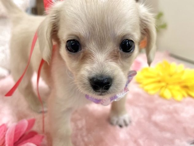 2024年5月12日生まれのハーフ犬・ミックス犬の2枚目の写真