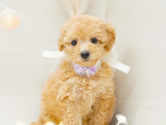 富山県のハーフ犬・ミックス犬 (アミーゴ富山山室店/2024年5月10日生まれ/女の子/レッド)の子犬