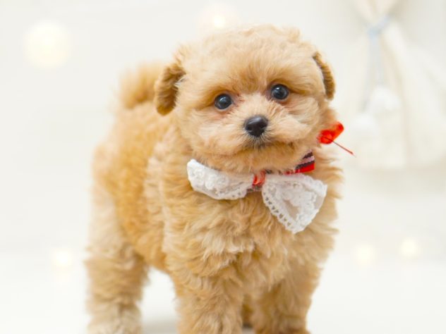 富山県のハーフ犬・ミックス犬 (アミーゴ富山山室店/2024年5月12日生まれ/女の子/レッド)の子犬