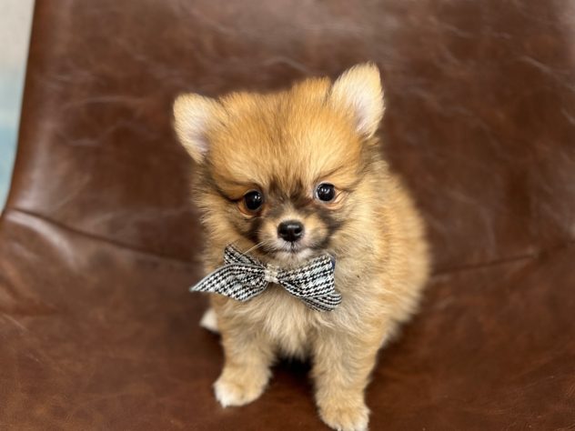 2024年5月15日生まれのハーフ犬・ミックス犬の1枚目の写真