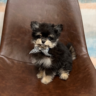 福井県のハーフ犬・ミックス犬 (アミーゴ福井店/2024年5月14日生まれ/男の子/ブラッククリーム)の子犬