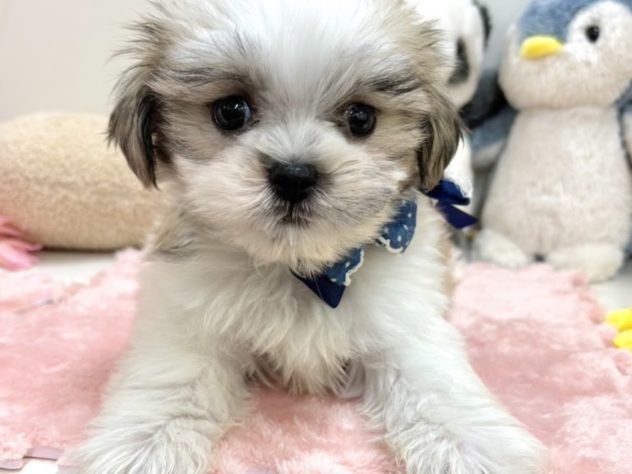 富山県のハーフ犬・ミックス犬 (アミーゴ高岡蓮花寺店/2024年5月15日生まれ/男の子/ホワイトブラック)の子犬